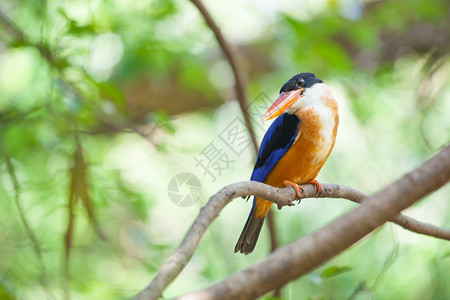 美丽的蓝海王鸟坐在树枝上翠肖像自然图片