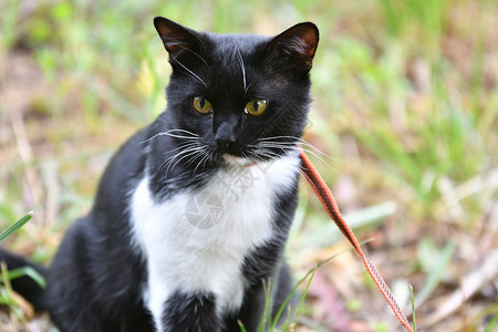 散步的黑色猫咪图片