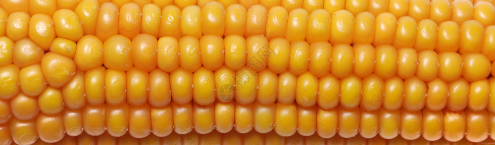 一颗成熟的玉米之耳内核生物收成图片
