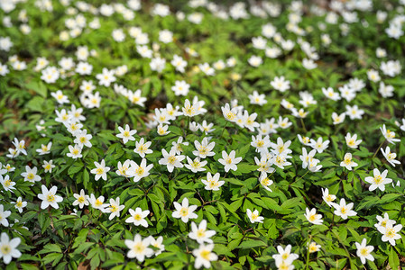 伟大的花初春在森林中草原上的白春花第一在林子里的白春花早期图片