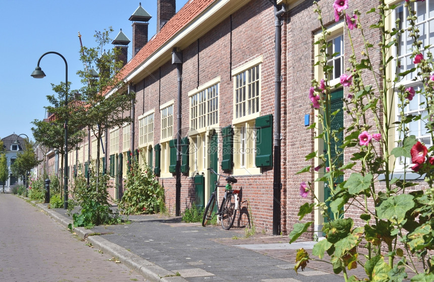 夏天霍夫耶在Delft每年盛开的霍菲耶范保华花朵中美丽的Hollyhock街道图片