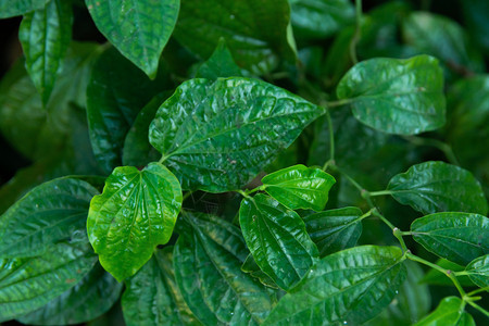 新鲜的野生动物树叶WildbetalLeafbushPipersarmentosumRoxb留下绿色背景图片