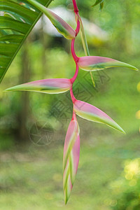 园艺蝎尾蕉含有bokoh背景的黄花红绿姜含bokeh背景自然图片