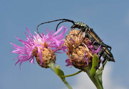 天线青蒿生活花朵上的长角蜂阿罗米亚莫沙塔图片