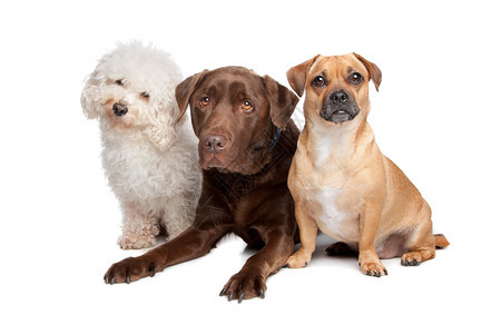 三只麦芽狗巧克力拉布多和混合品种动物超过犬类图片