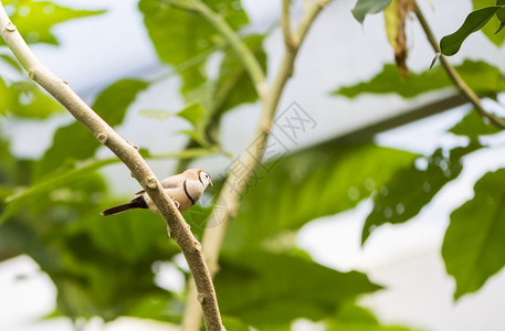 黑白热带鸟类禽观常见的图片