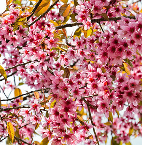 冬天粉色的泰国野生喜马拉雅樱桃图片