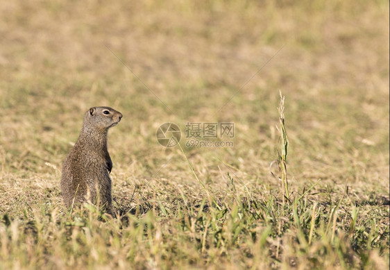 怀俄明州在草地上独自站立的野松鼠洞亨德森图片