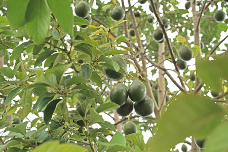 美味的素食主义者有机农场树上种植的鳄梨蛋白质水果食物图片