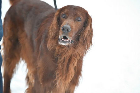 爱好尔兰人冬季步行的爱尔兰人品种狗图片