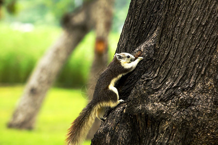 树干上觅食的松鼠图片