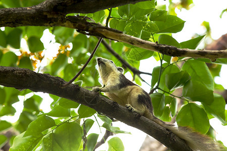 树干香蕉上的松鼠自然攀登图片