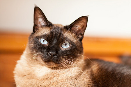 脸一只可爱的蓝眼睛暹罗猫肖像一只可爱的蓝眼睛暹罗猫肖像毛皮美丽图片