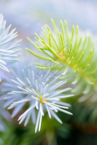 自然蓝色的树木和植物两根fir树枝结合蓝色和绿近距离拍摄有选择地聚焦故意的艺术模糊冷杉图片