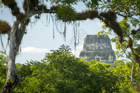 旅行透过丛林到危地马拉提卡尔第四寺庙的玛雅废墟在危地马拉蒂卡尔老的自然图片