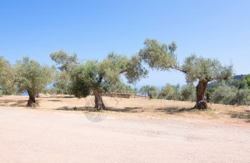 7月在西班牙巴利阿里群岛马洛卡Mallorca一种乡村的晴天图片