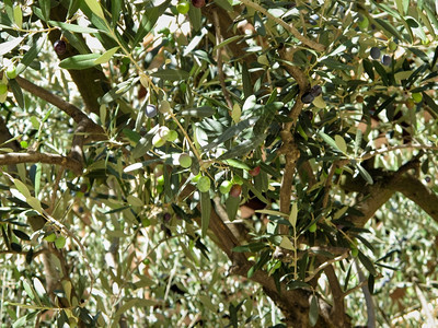 OleaEuropea橄榄树上的绿色和黑橄榄户外多叶的植物学图片