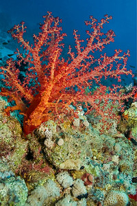 潜艇生态软珊瑚礁红海埃及柔软的图片