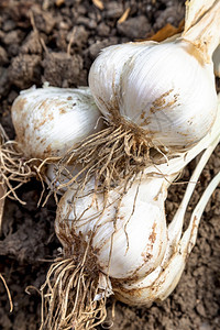 绞刑有机的大蒜在土壤上一个大蒜分支构成作品图片