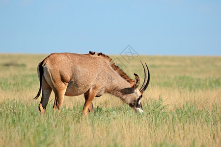野生动物大羚羊在草原上站立图片