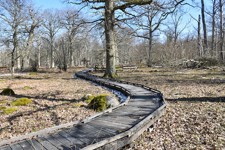 在瑞典自然保护区的风木脚桥HalltorpsHage木制的欧洲森林图片