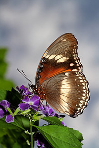 生物毛茸的一只蝴蝶在花朵上觅食以乌云对抗天空吸引人的图片