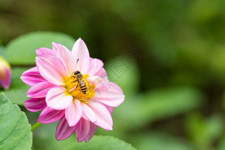 自然花园里的粉把蜜蜂贴在上绽放夏天图片