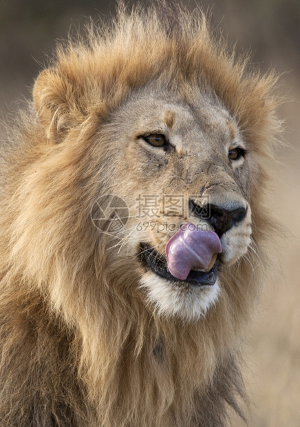 博茨瓦纳萨武提地区的红豹莱奥PantheraLeo捕食者哺乳动物狮子图片