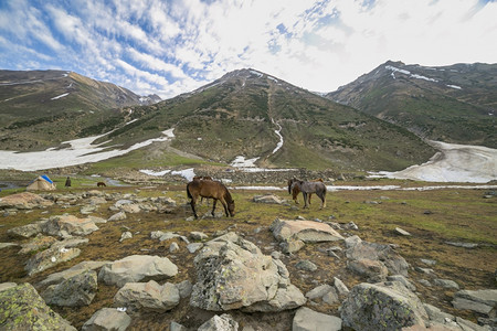 在山中放牧的马蓝色白种人高速公路图片