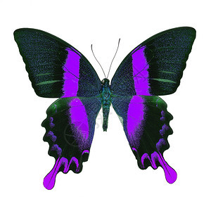 飞白色的美丽紫蝴蝶绿的燕尾小巴花彩色布丁在白背景上被孤立轮廓图片