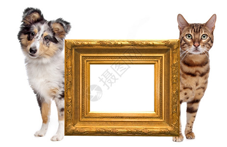 宠物哺乳动牧羊犬猫和狗的侧面在中间一个空白的金色图片框图片