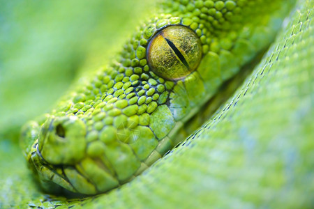 蛇夫座动物园自然高清图片