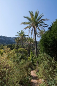 假期晴天夏令西班牙巴利阿里群岛Mallorca的棕榈树和蓝天空农村景观图片