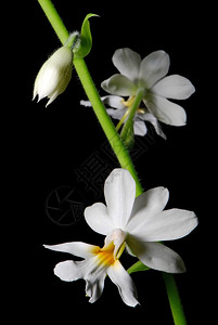 精美的植物群丽白地兰花卡特背心东南部亚州地区土生长的野种陆地兰花图片