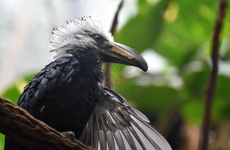 漂亮的白冠角标羽翼有灰色毛野生动物鸡鸟类学图片