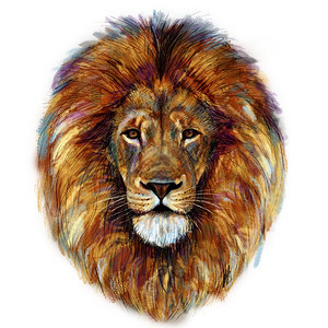 猫科动物插图白色背景男狮子头的数码画捕食者图片