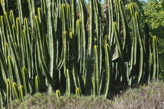 仙人掌在阳光明媚的下午关闭绿花园在西班牙MallorcaCallorcaCactus关闭绿花园晴天一种白图片