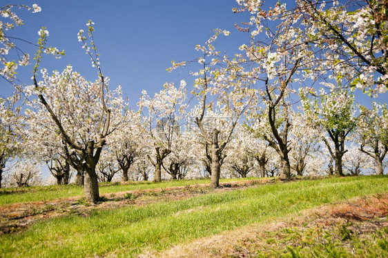 酸的树木德国施勒苏益格荷尔斯泰因的樱桃树海恩图片