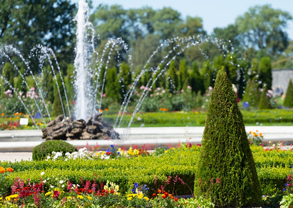 拉脱维亚Rundale公园美丽的锥形树和喷泉绿色锥体植物学图片