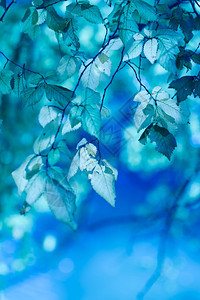 光合作用森林浅的蓝色树叶抽象背景图片