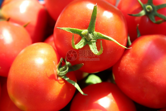 庄稼园艺素食主义者从许多明亮成熟的红番茄中收获丰盛的红番茄图片