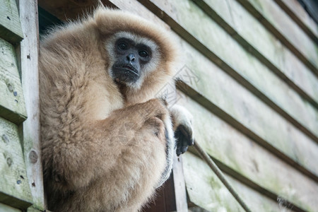 哺乳动物Gibbon凝视着悬崖边原始人肖像背景图片