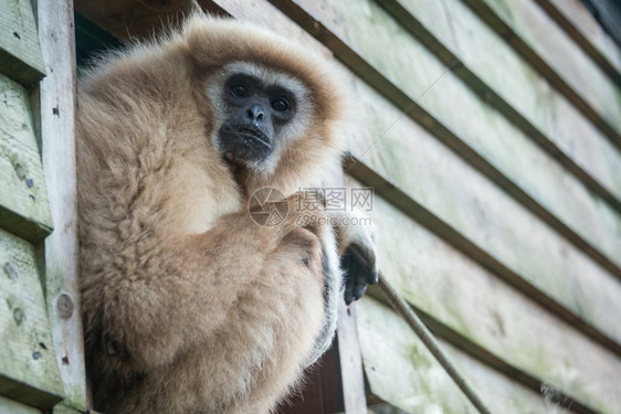 哺乳动物Gibbon凝视着悬崖边原始人肖像图片