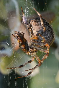 动物一种蜘蛛在吃苍蝇的网中捕捉络图片