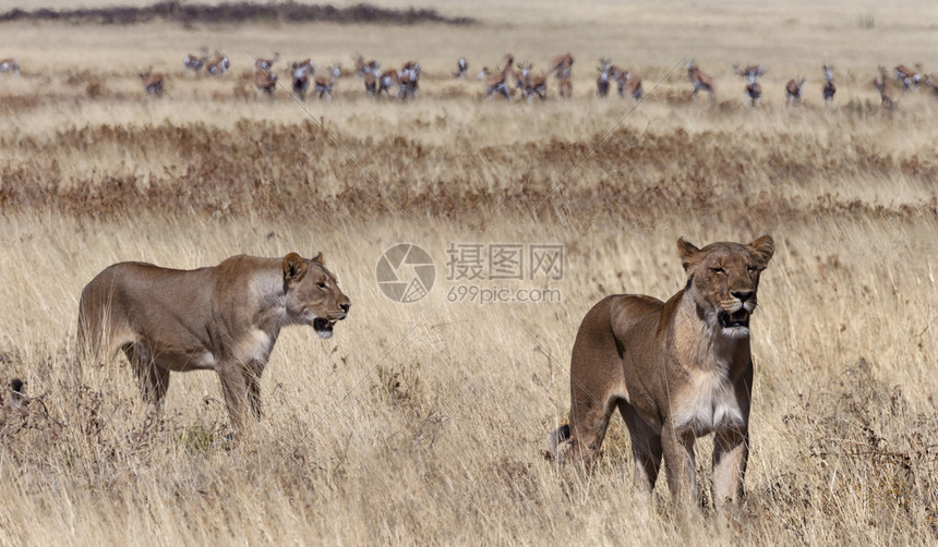 荒野苹果浏览器在非洲纳米比亚Etosha公园草原上两只狮子豹PantheraLeo在温博克羚羊群附近狩猎一种图片