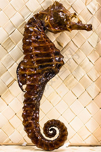 水下野生动物真正的棕色填青海马动物图片