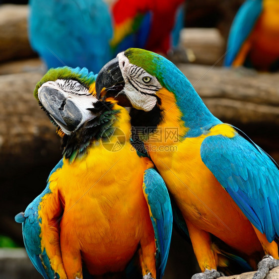 常设脊椎动物肖像蓝色和金刚鹦鹉鸟舍图片