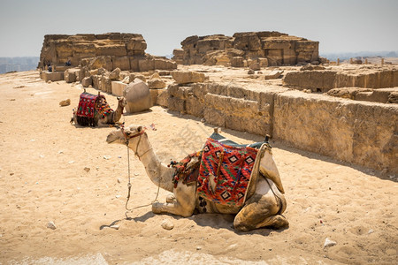 纪念碑老的埃及吉萨带骆驼的大金字塔建筑学图片