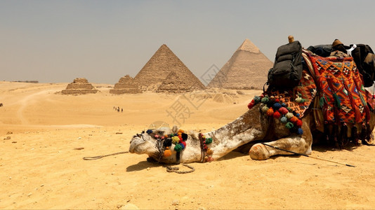 沙漠地标开罗埃及吉萨带骆驼的大金字塔图片