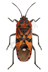 潘杜鲁斯棕色的SpilostethethusPandurus定义高具有极端重点DOF深度在白底黑地和红虫种上隔离的野外Spilo图片